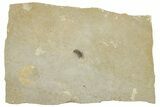 Fossil True Weevil (Curculionidae) Beetle - France #254552-1